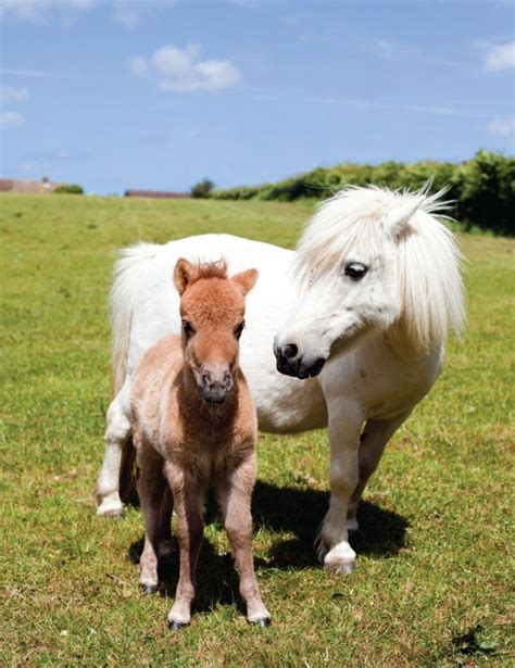 Pygmy Animals; The Smaller, The Cuter