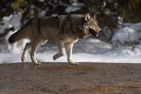 Yellowstone Winter Photography Tours & Workshops | Aaron's Photo Tours