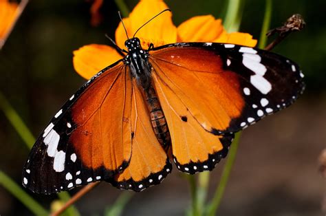 Plain Tiger (Danaus chrysippus chrysippus) | my butterfly collection