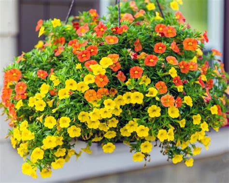 10 Full Sun Container Plants (That Can Take a Scorching Summer) - The Practical Planter