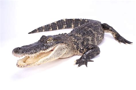 Alligator Facts (A. mississippiensis and A. sinensis)