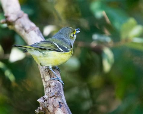 White-eyed Vireo | mike nolen | Flickr