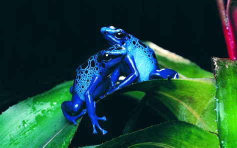 Download Nature Blue Animal Frog HD Wallpaper