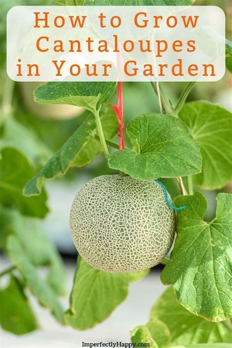 Growing Cantaloupe Everything You Need to Know | Growing cantaloupe ...