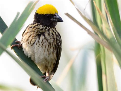 Streaked Weaver (Ploceus manyar) by Pkspks | Weavers, Bird, Animals