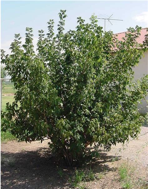 Mexican buckeye – Ungnadia speciosa – West Texas Urban Forestry Council