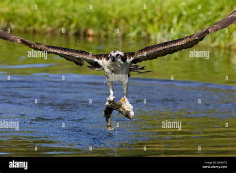 Fish hawk catching fish Stock Photo - Alamy