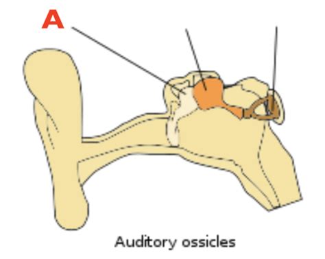 ossicles Flashcards | Quizlet