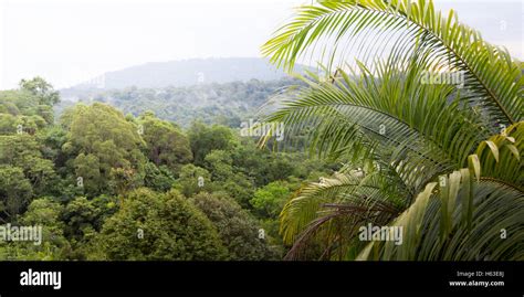 Brunei's rainforest, well preserved natural area Stock Photo - Alamy