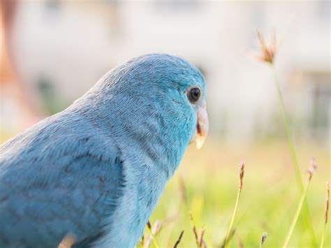 8 Top Blue Parrot Species to Keep as Pets