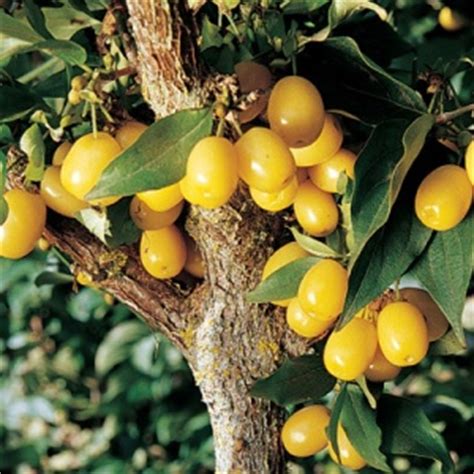 Yellow Cornelian Cherry Tree ™ - One Green World