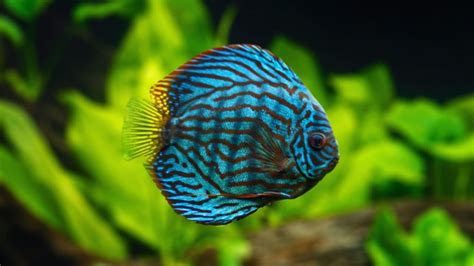 Discus - AllAquariumFish.com