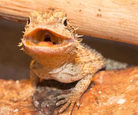 bearded-dragon-smiling - Bearded Dragons World