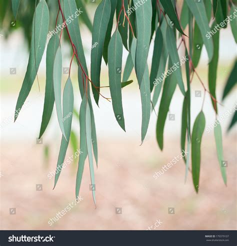 Eucalyptus Tree Leaves Stock Photo 179379107 : Shutterstock