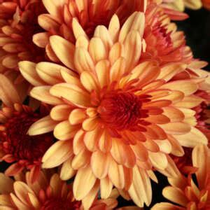 Pot Chrysanthemum - Chrystal Bronze - Garden Express