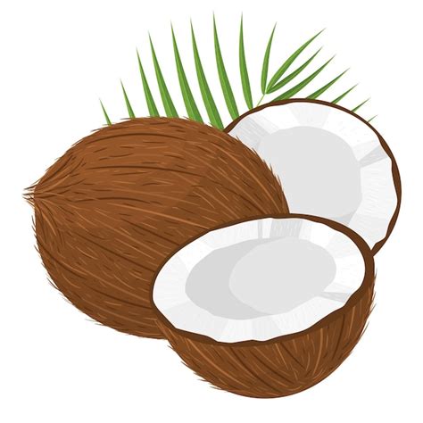 Clipart Of A Coconut