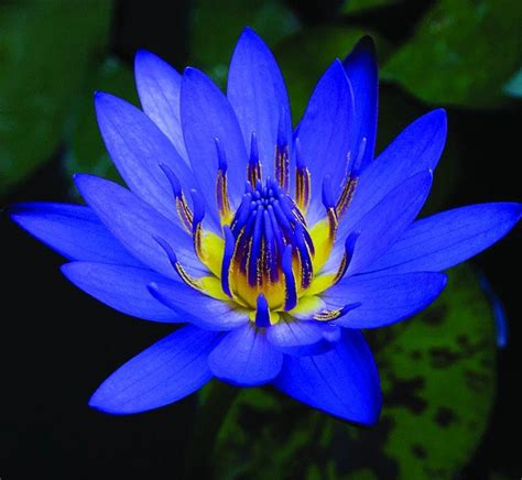 Blue Lotus Extract 200:1 (Nymphaea caerulea) – Natural Alchemy