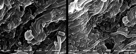 scanning electron microscope (SEM) image showing the lactobacillus... | Download Scientific Diagram