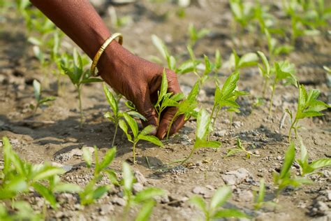 Envisioning A Data-driven Agriculture in Bangladesh - LightCastle Partners