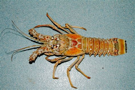 Caribbean spiny lobster - Panulirus argus image - Free stock photo ...