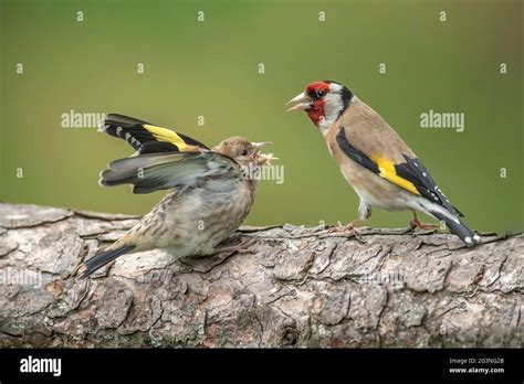 Baby goldfinch hi-res stock photography and images - Alamy