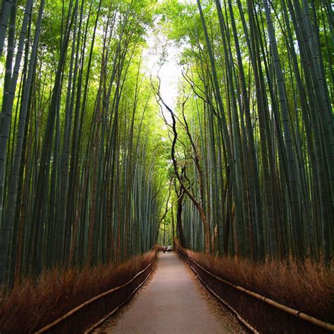 Sagano Bamboo Forest in Kyoto, Japan