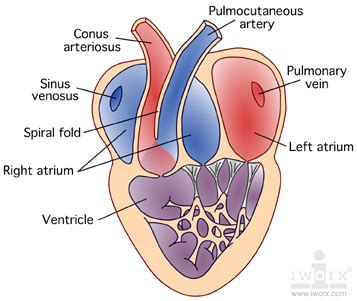 Frog Heart Anatomy