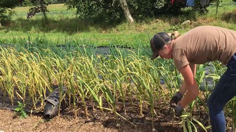 Harvesting Garlic - YouTube