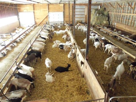 Goat barn | Goat house, Raising farm animals, Goat barn