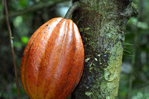 Chocolate's Natural Roots: The Cacao Tree - Field Museum