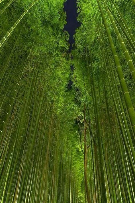 Beautiful bamboo forest at night, Japan | Landscape, Scenery, Beautiful nature