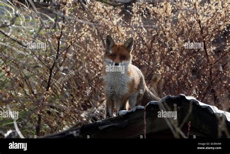 Fox in garden Stock Photo - Alamy