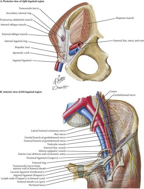 Myopectineal Orifice