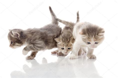 Little fluffy kittens playing — Stock Photo © tandemich #5949092