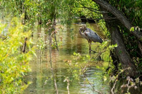 Great Blue Heron Flying · Free Stock Photo