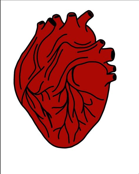 Anatomic Heart SVG Heart SVG Anatomy Cutting File Medical | Etsy