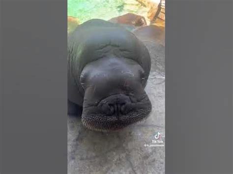 a walrus practicing his vocalizations - YouTube