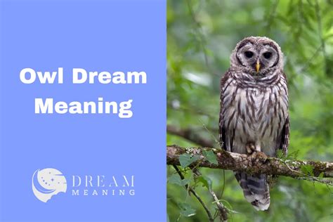 Understanding the Owl Dream Meaning: What Does It Mean To See An Owl In ...