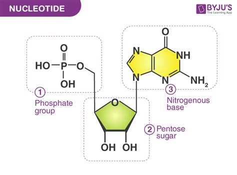 Polynucleotide Chain - Structure and Formation