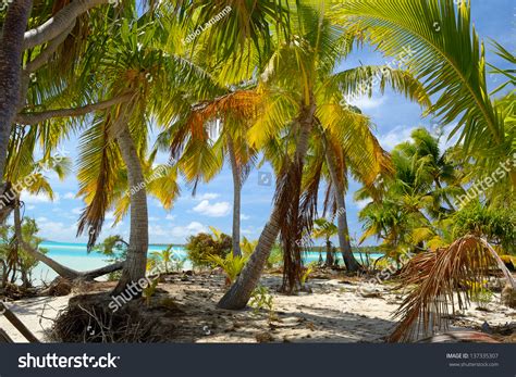 The Gorgeous Color Of Palm Trees Standing On A Little Desert Island Of Aitutaki Atoll, With The ...