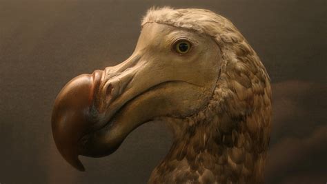 The Dodo Almost Died Off 4,000 Years Ago Because Of Its Own Poop | NOVA ...