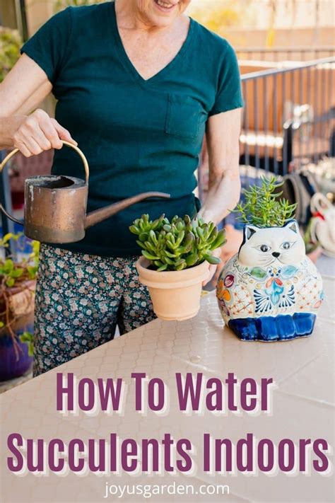 Watering Succulents Indoors: A Full Information - Top Organic Gardening