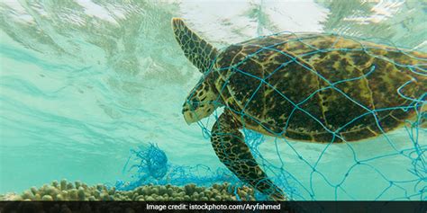 Plastic Pollution In Ocean Is Deadly, Kills Thousands Of Marine Turtles ...