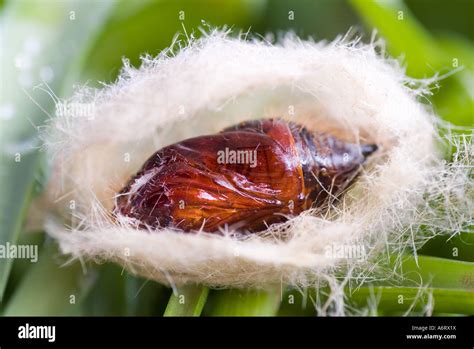 Pale tussock moth cocoon hi-res stock photography and images - Alamy