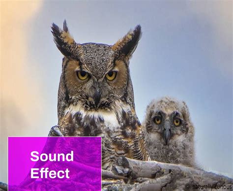 Father Owl Hooting Sound Free MP3 Download | Mingo Sounds