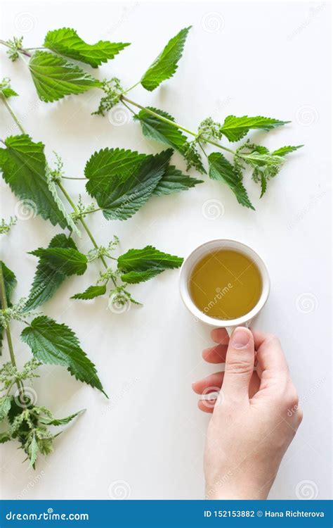 A Cup of Nettle Tea on a White Table, with Fresh Stinging Nettles in the Background. Medicinal ...