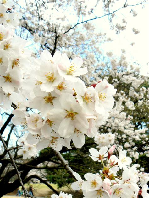 Japanese sakura garden by pulseandpanic on DeviantArt