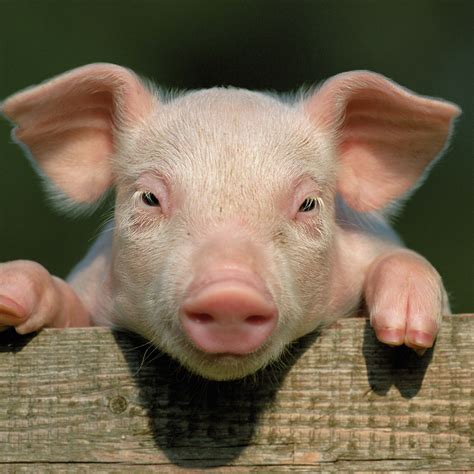 Baby Pigs Wallpapers (60+ images)