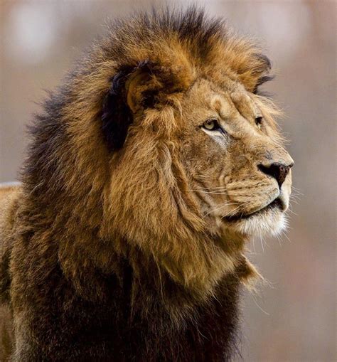 King of the Pride...male lions spend their time guarding the prides territory which can extend ...