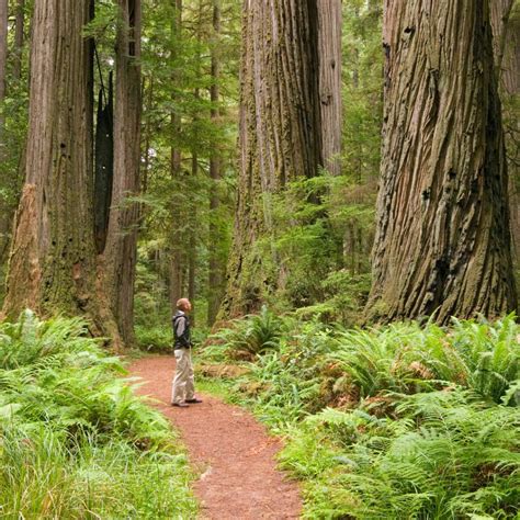 Pacific Coast Road Trip: Visiting Redwood National Park | Moon Travel ...